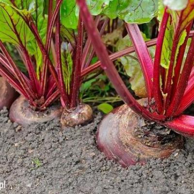 C7bf6f07cd2a24b7b9a2d02c4fed315f Uprawa Buraka 1